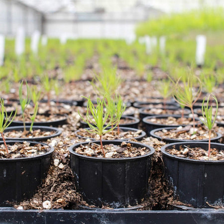 Plant et tre med oss